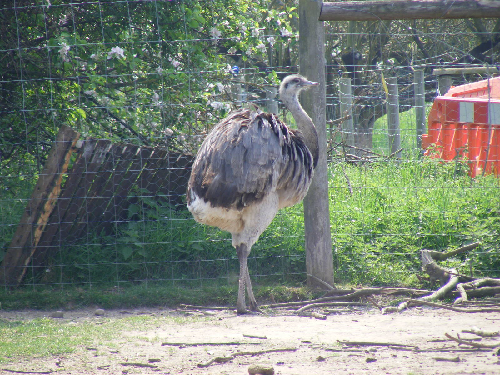 Greater rhea at The Ark Animal Sanctuary, 22 April 2011