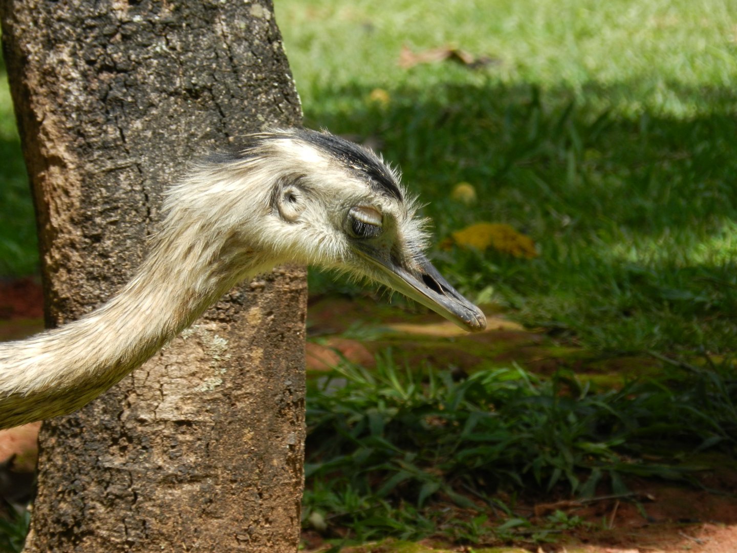Greater rhea - Belo Horizonte zoo