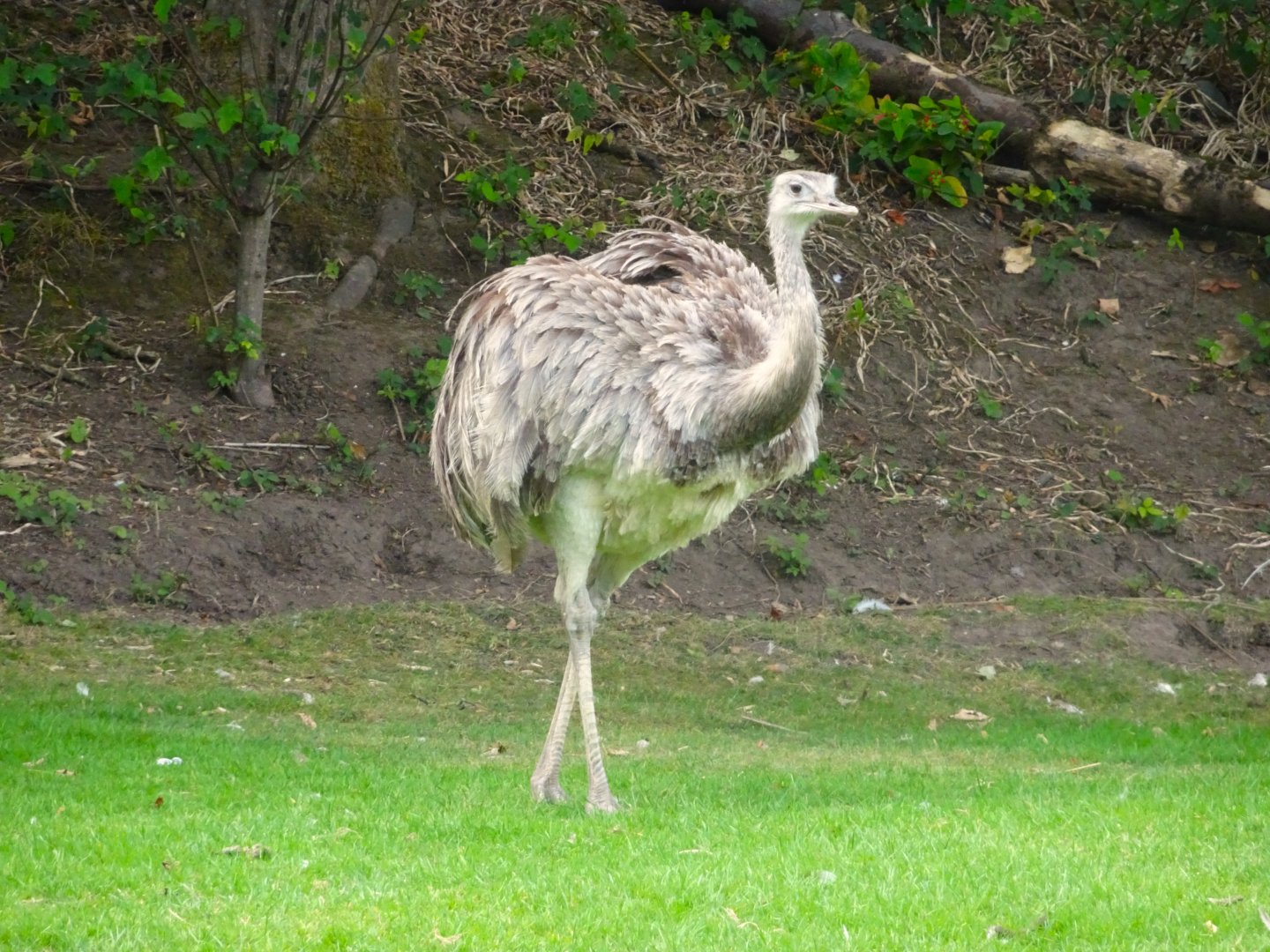 Greater Rhea  Blackpool Zoo 13 July 2025