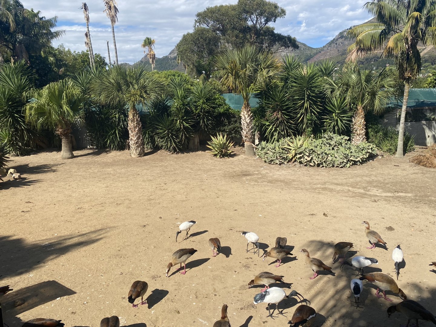Greater Rhea/Canada Goose/Blue Crane/Domestic Muscovy Duck Exhibit
