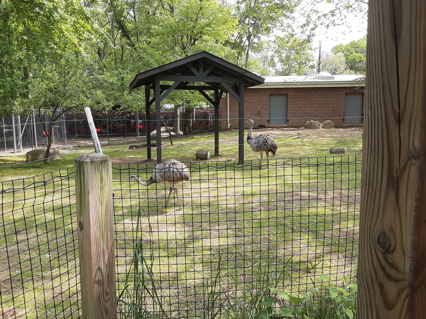 Greater Rhea/Capybara/Brocket Deer Mixed Exhibit