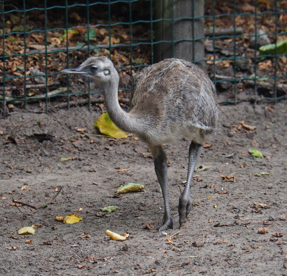 Greater rhea chick (Rhea americana), 2019-08-11