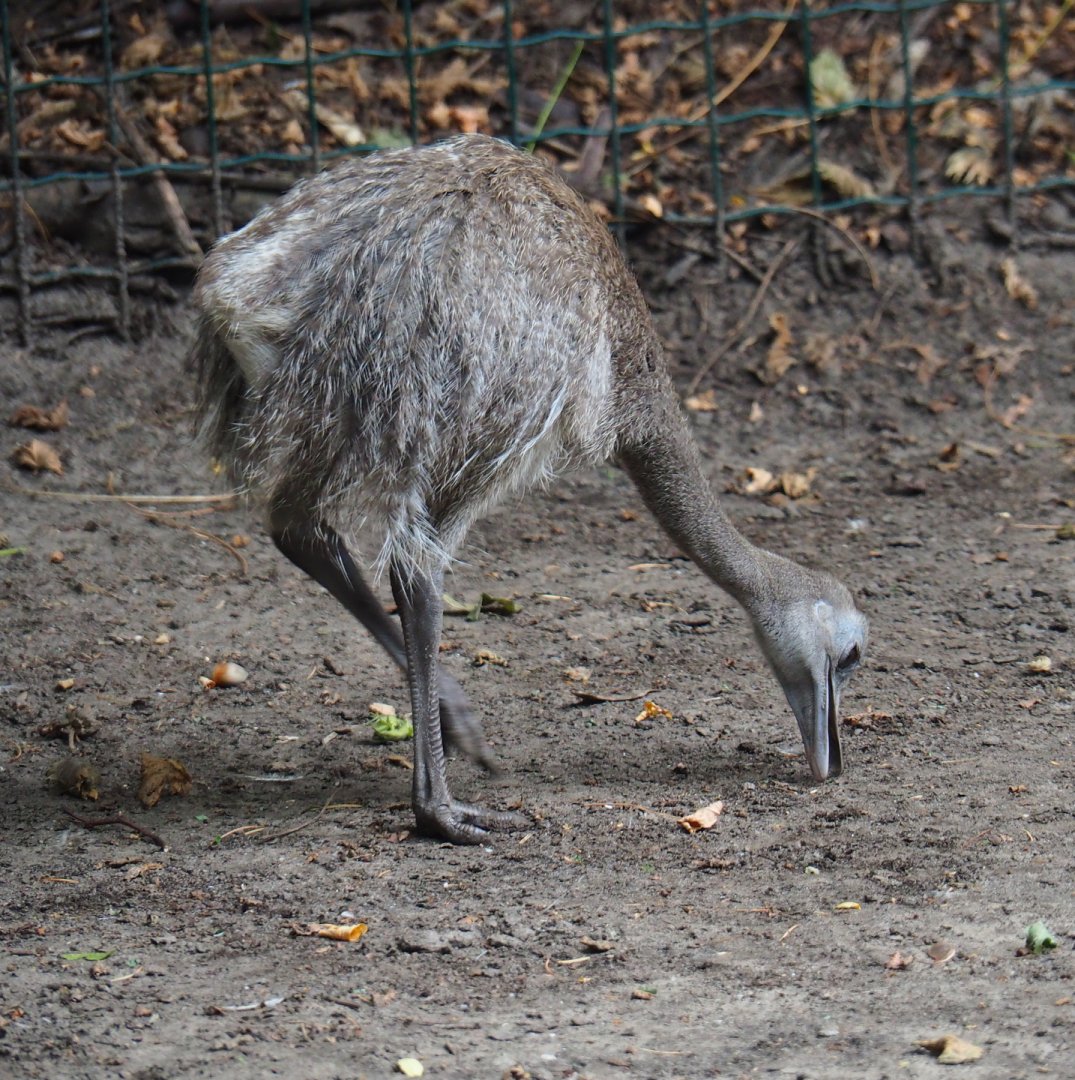 Greater rhea chick (Rhea americana), 2019-08-11