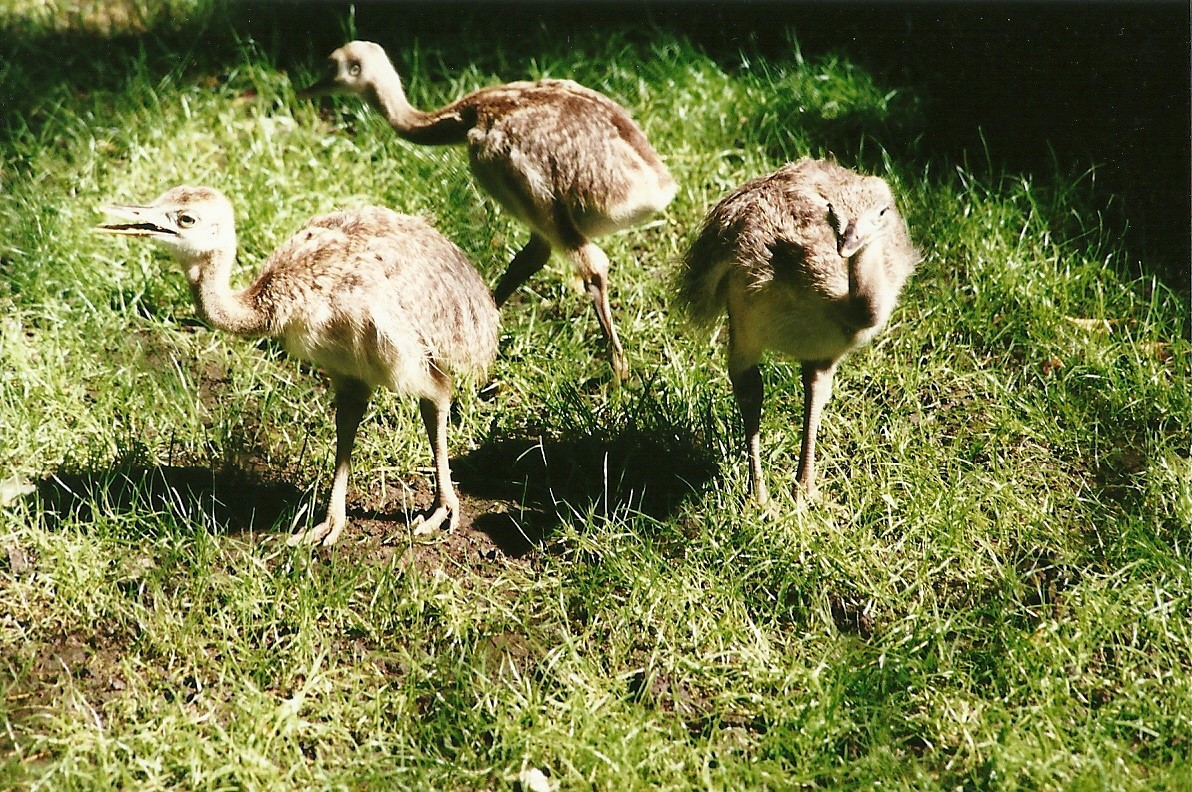 Greater Rhea chicks, 19th August 2000