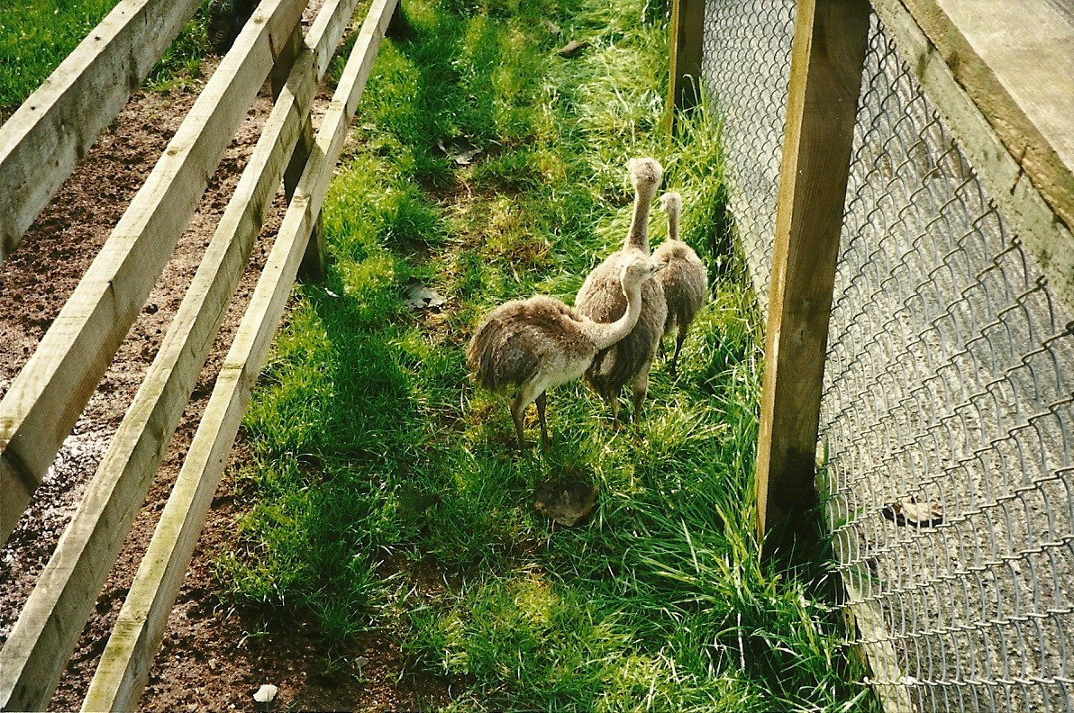 Greater Rhea chicks, 23rd September 2000