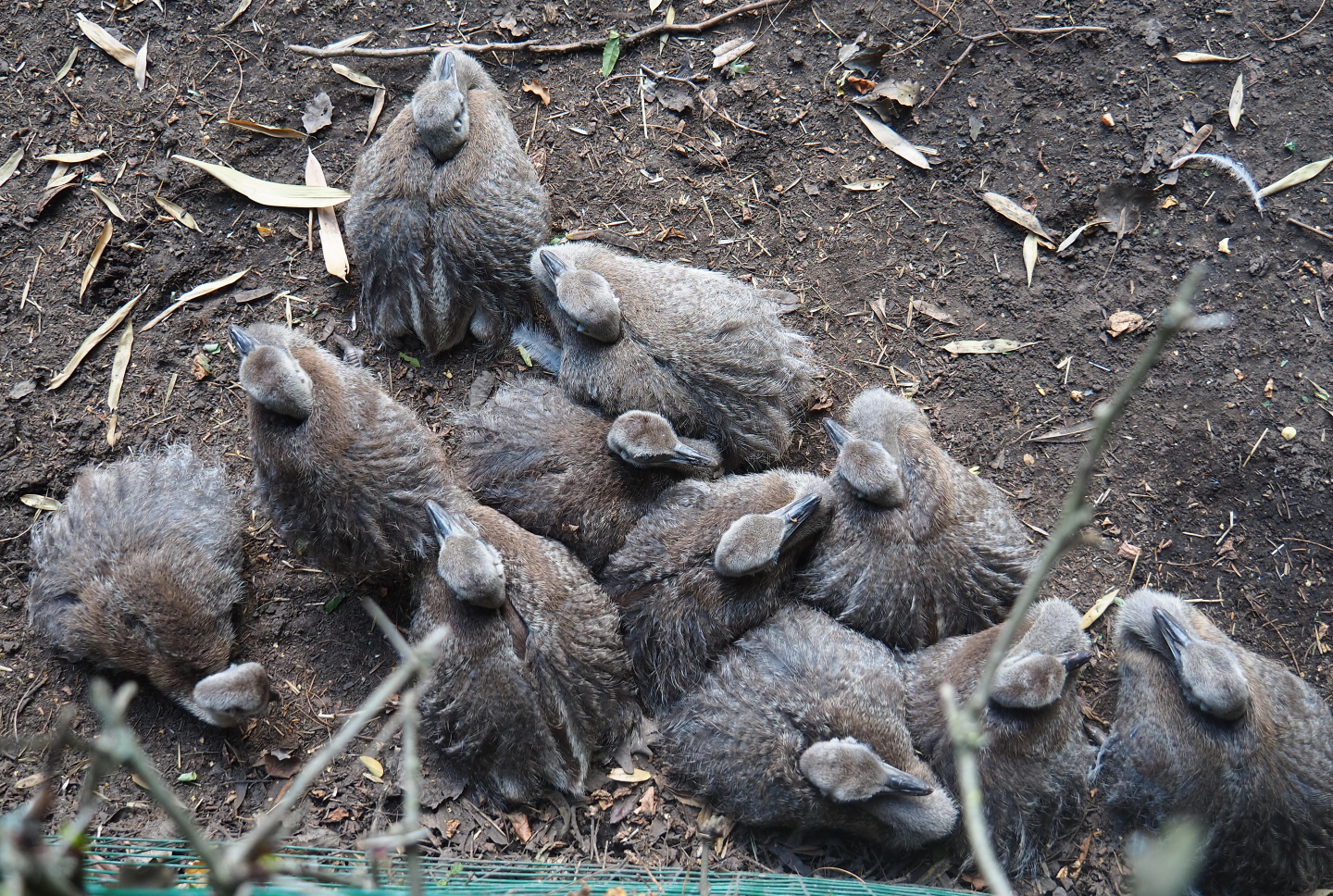 Greater rhea chicks (Rhea americana), 2019-08-11