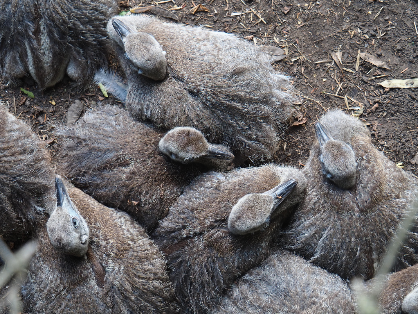 Greater rhea chicks (Rhea americana), 2019-08-11