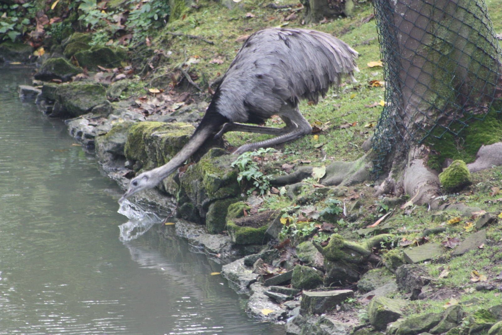 Greater Rhea drinking, 30th September 2014