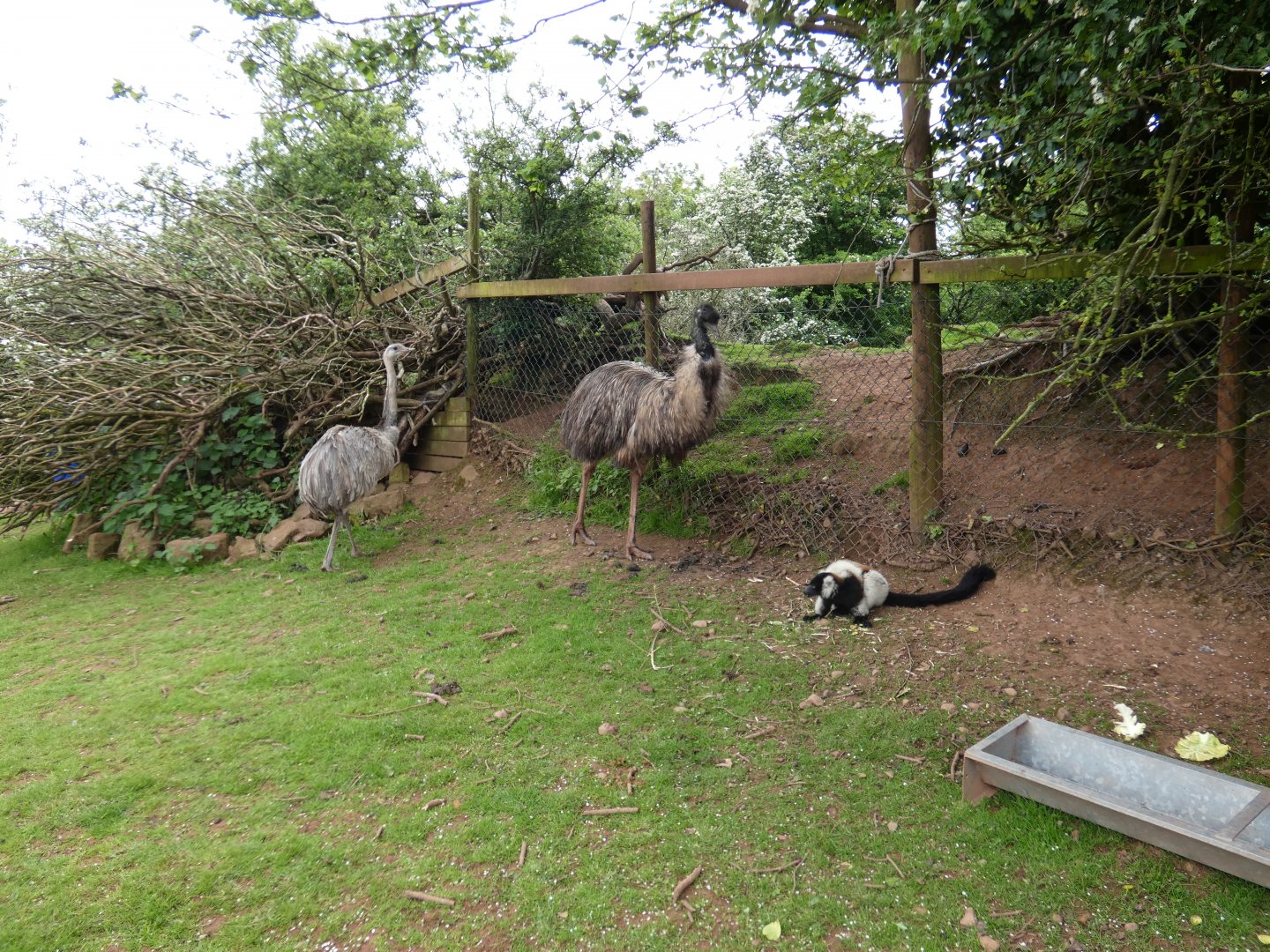 Greater rhea, emu and Ruffed lemur