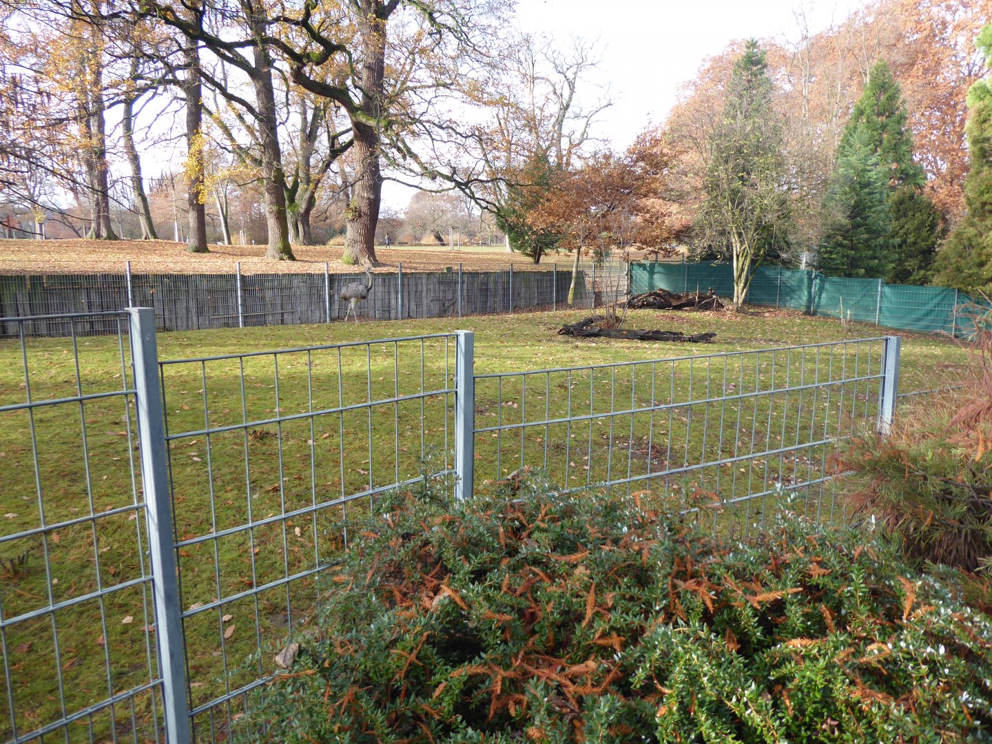 Greater rhea enclosure 011218