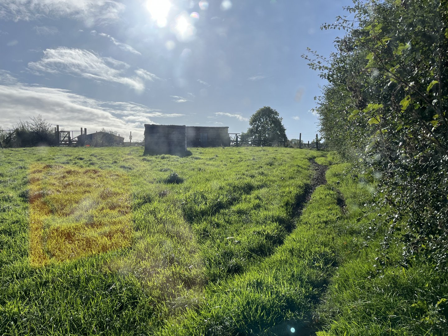 Greater rhea enclosure 14.10.23