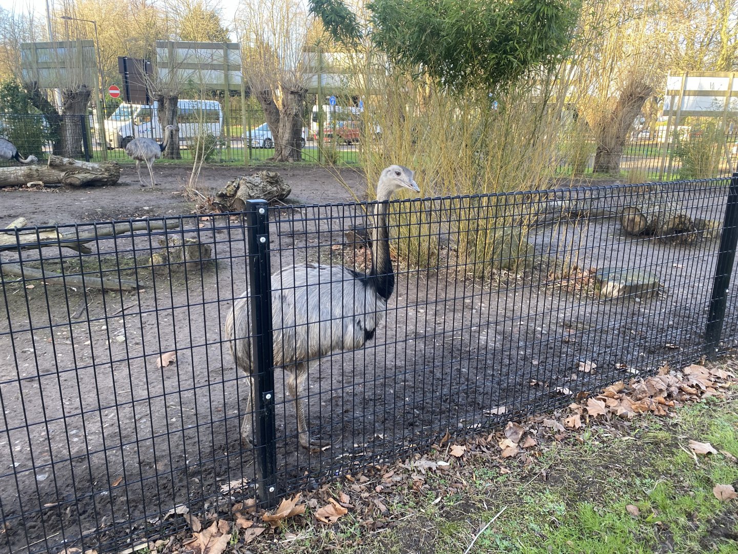Greater rhea enclosure 260124