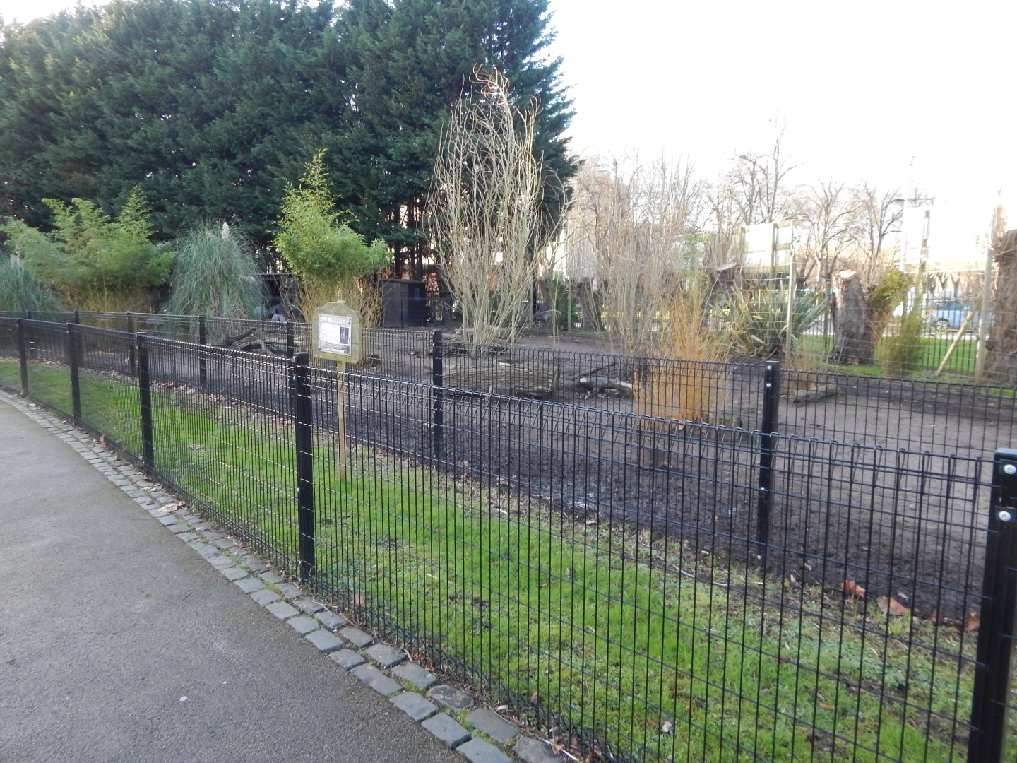 Greater rhea enclosure 260124