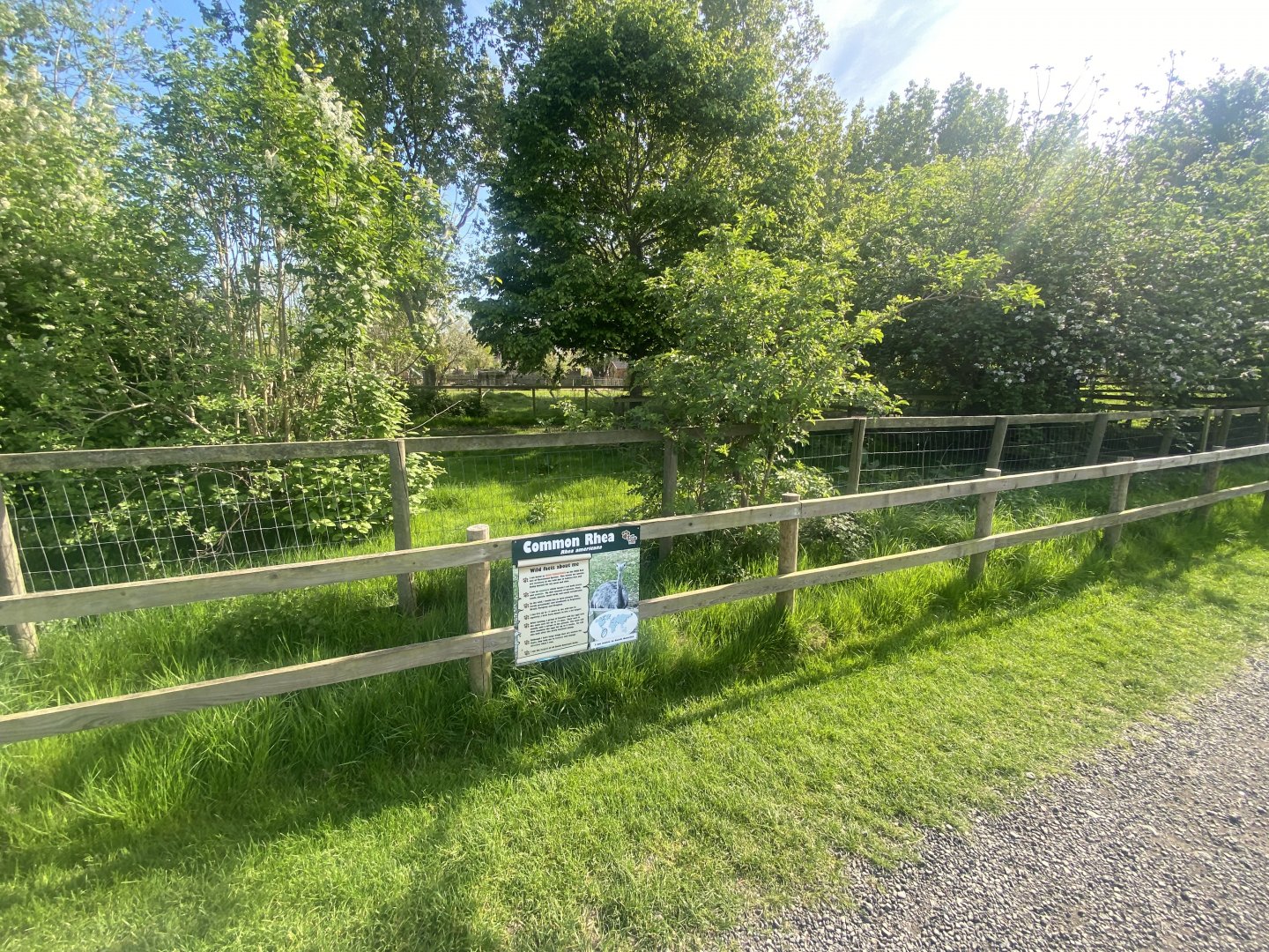 Greater rhea enclosure 280425