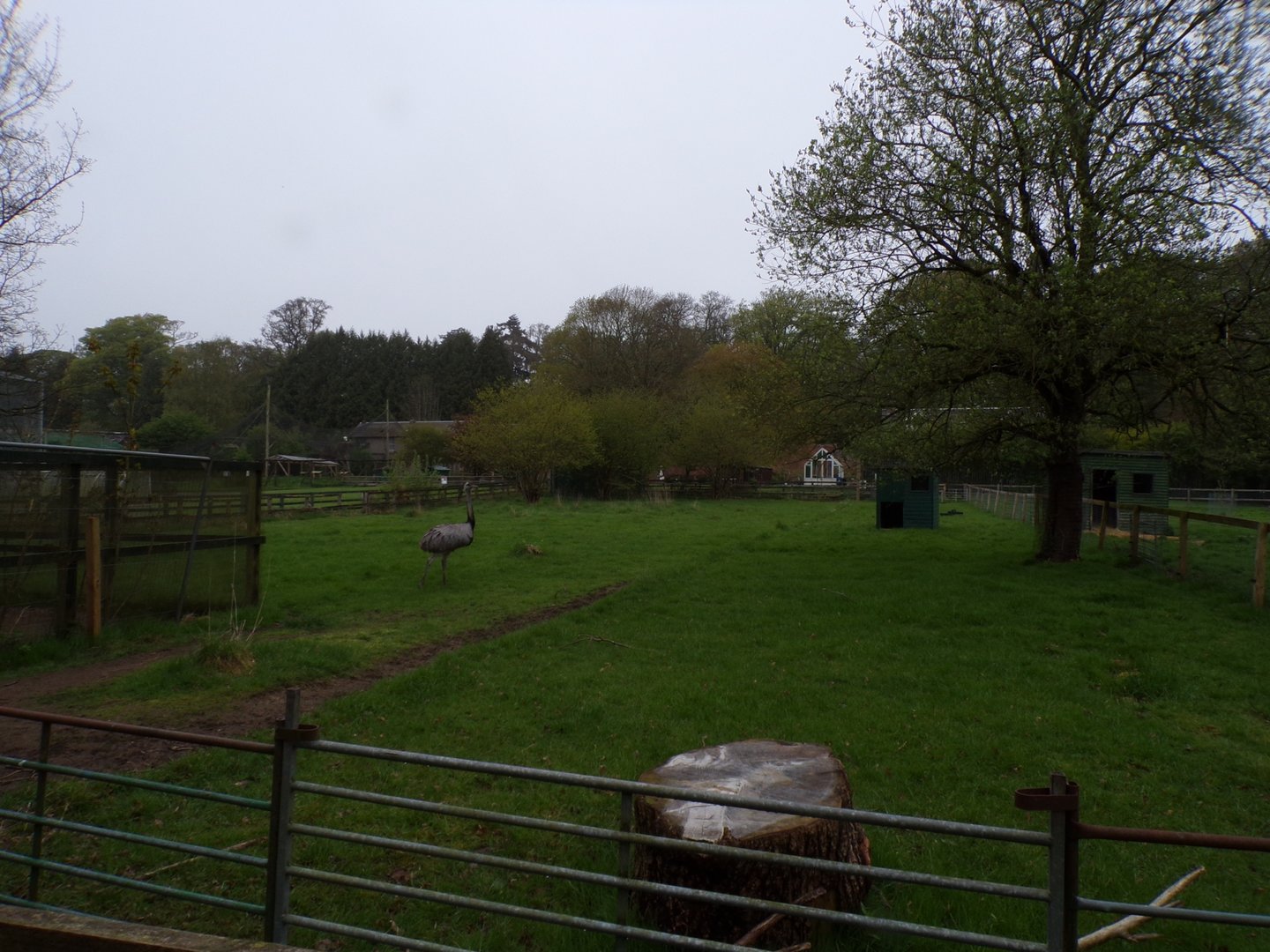 Greater rhea enclosure 7.5.23