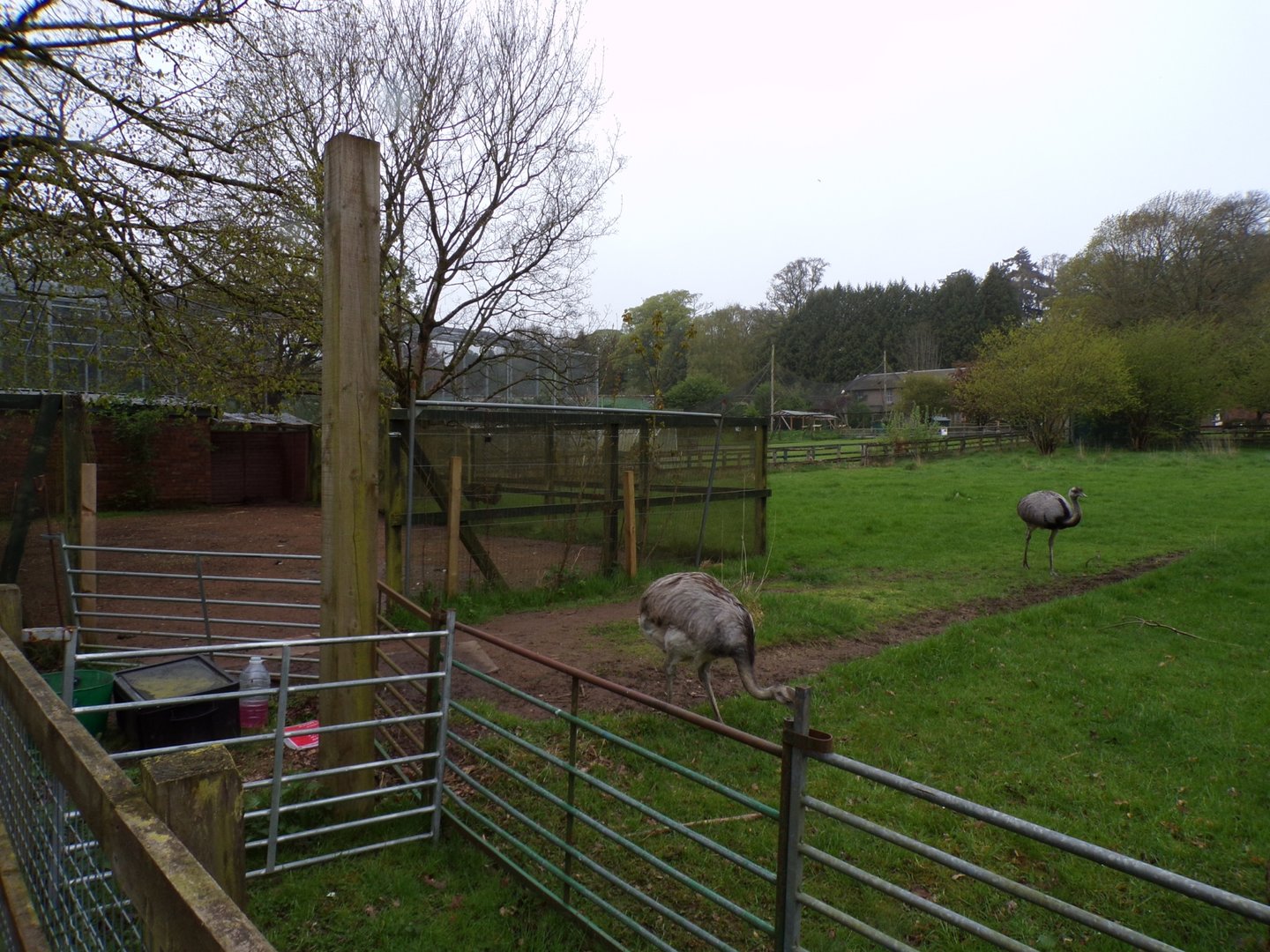 Greater rhea enclosure 7.5.23