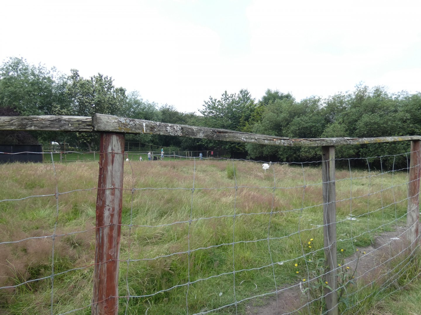 Greater rhea enclosure (Greenacres Animal Park)