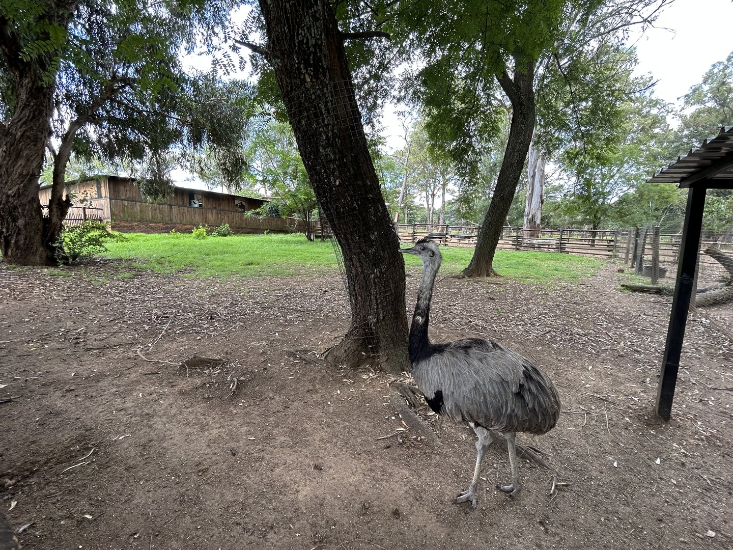 greater Rhea Enclosure (Rhea americana)
