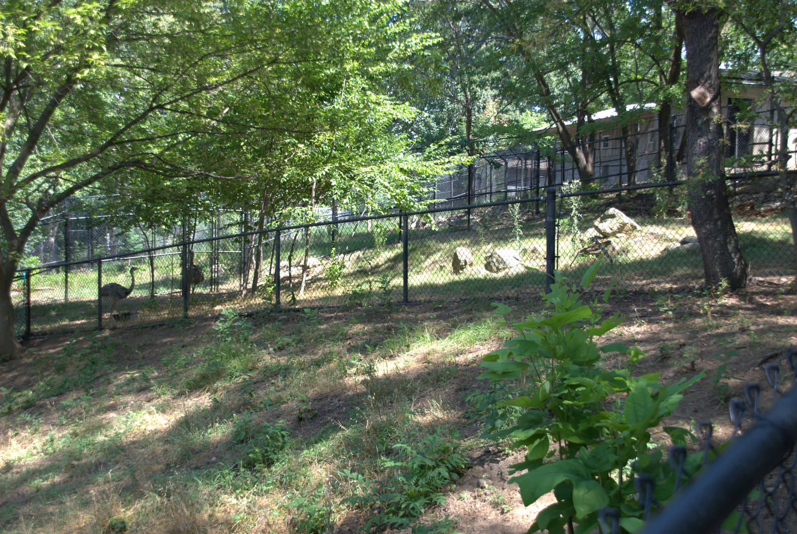 Greater Rhea enclosure