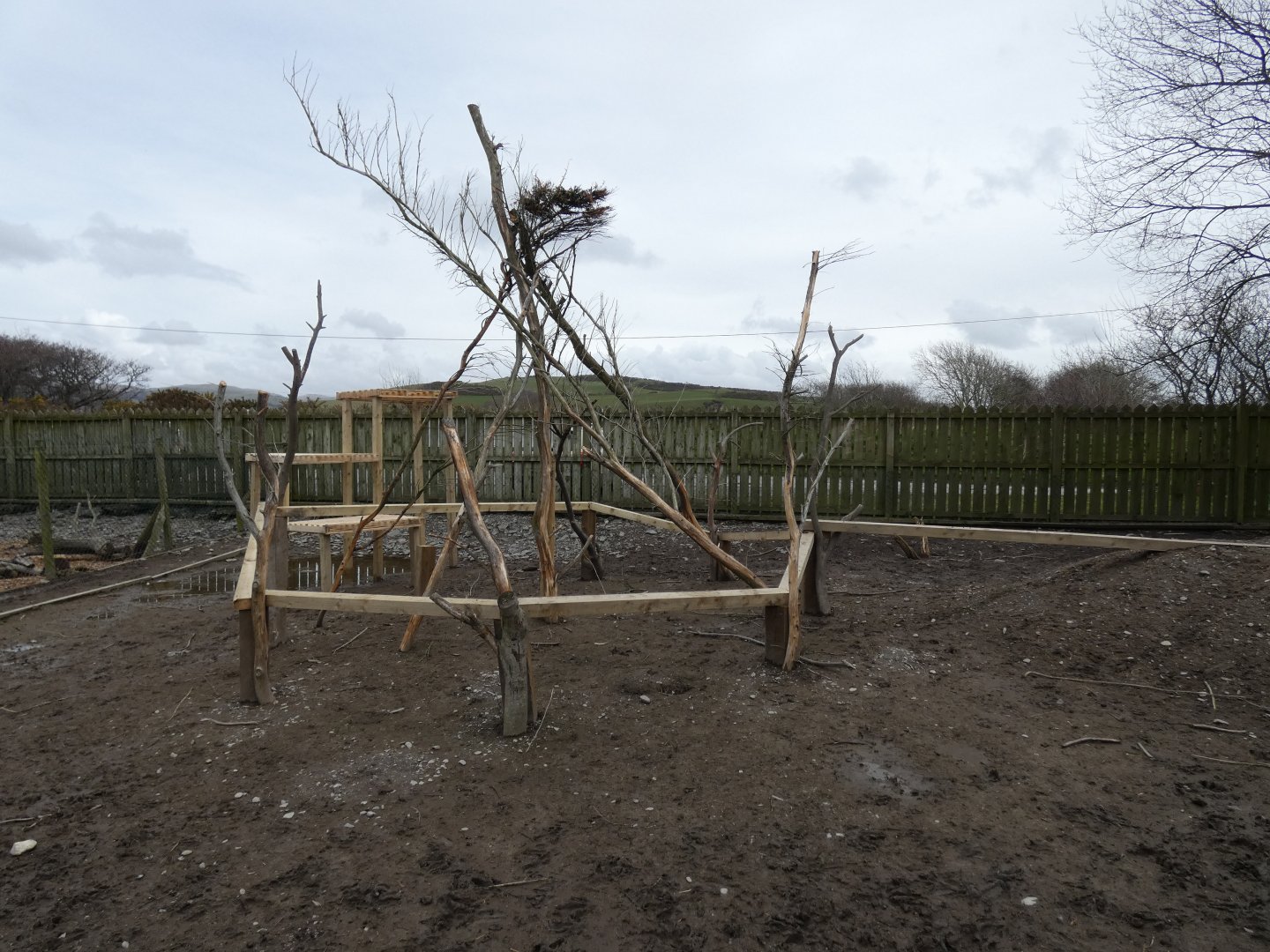 Greater Rhea Enclosure