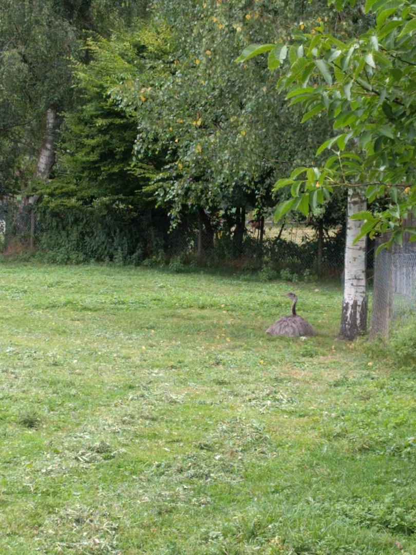 Greater rhea Enclosure