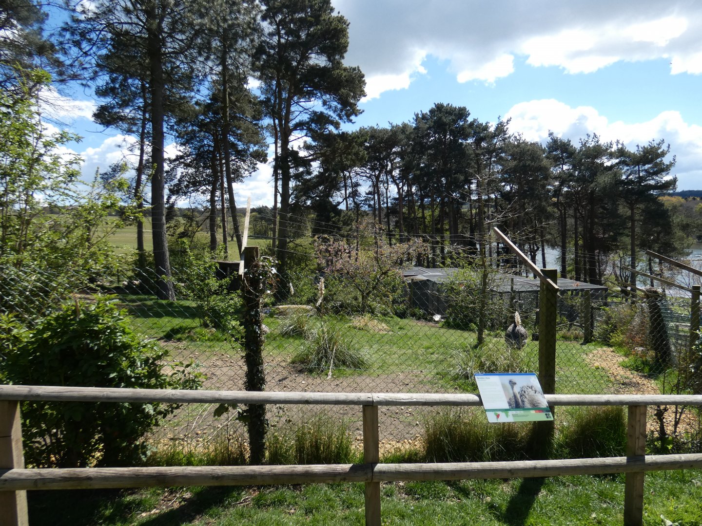 Greater rhea enclosure