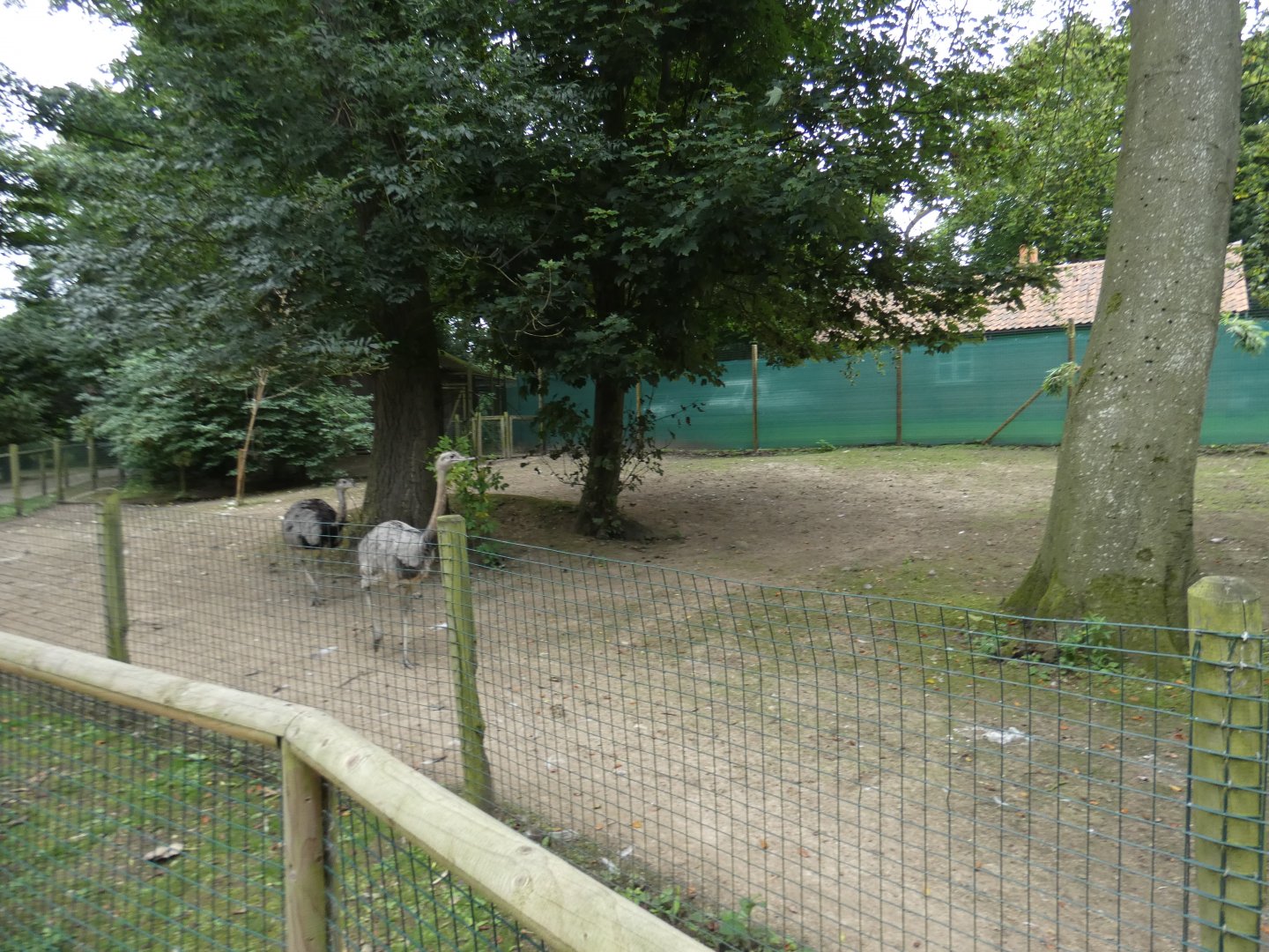 Greater rhea enclosure