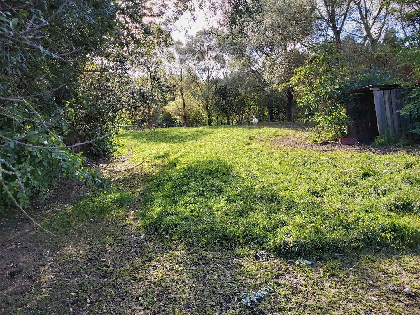 Greater rhea enclosure