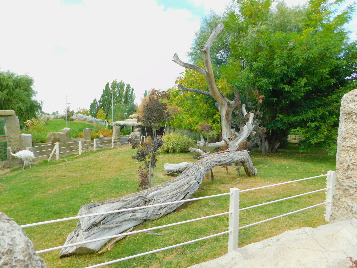 Greater Rhea Enclosure