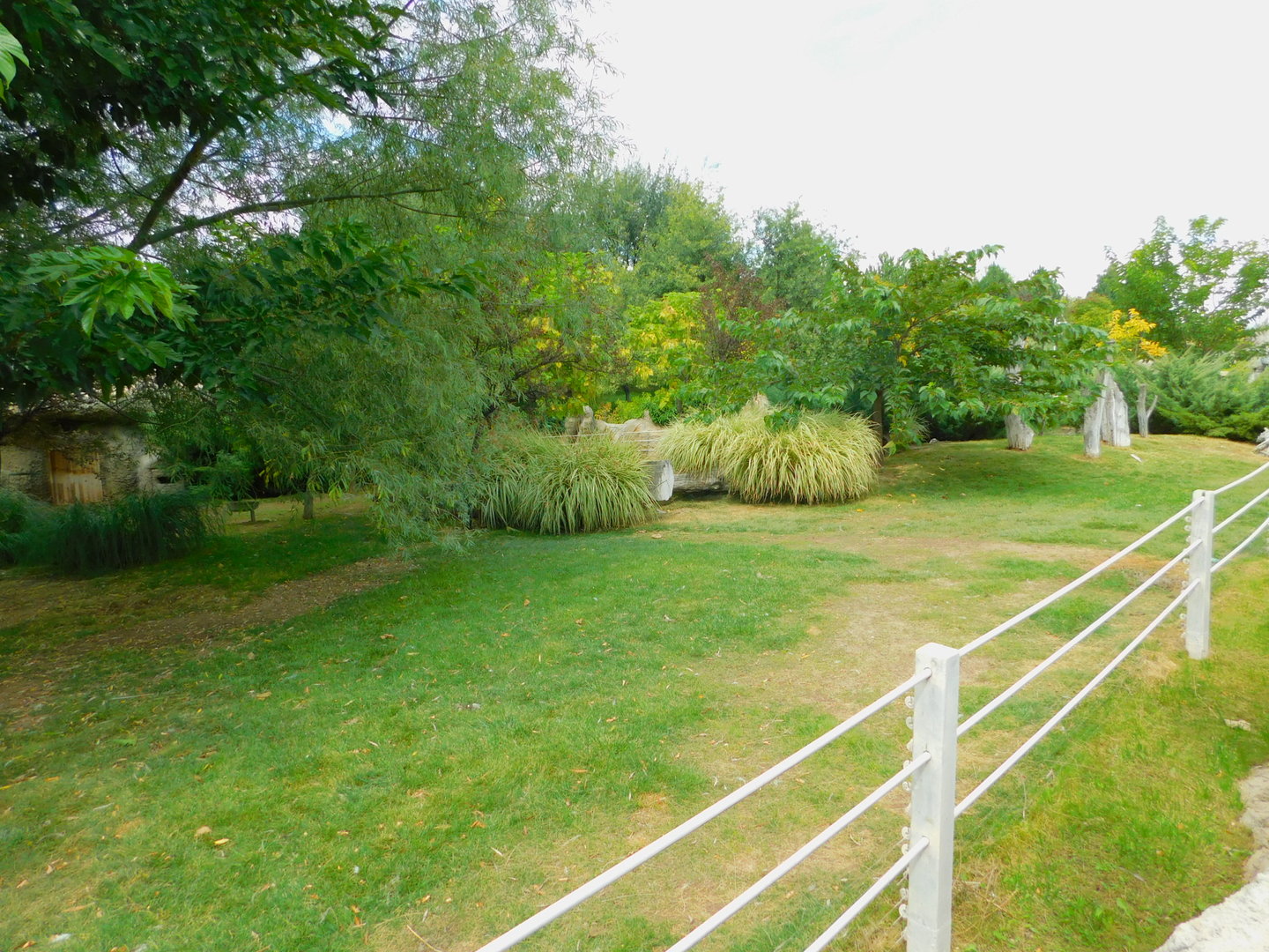 Greater Rhea Enclosure