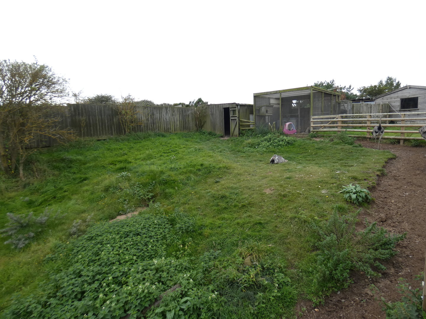 Greater rhea enclosure