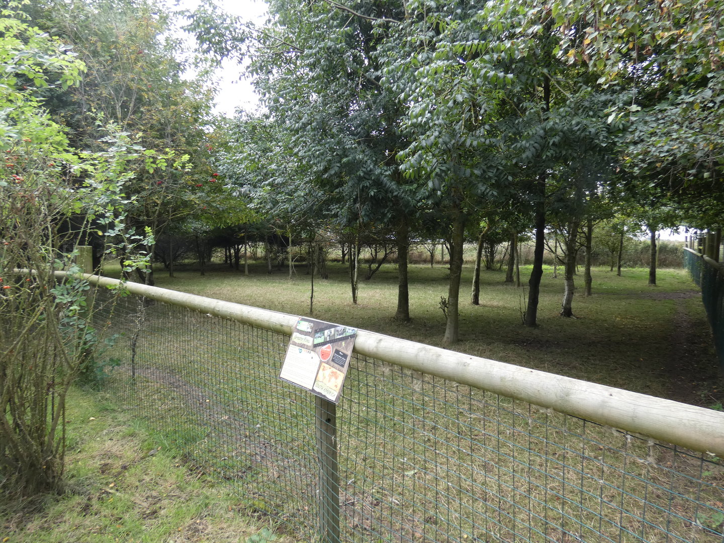 Greater rhea enclosure