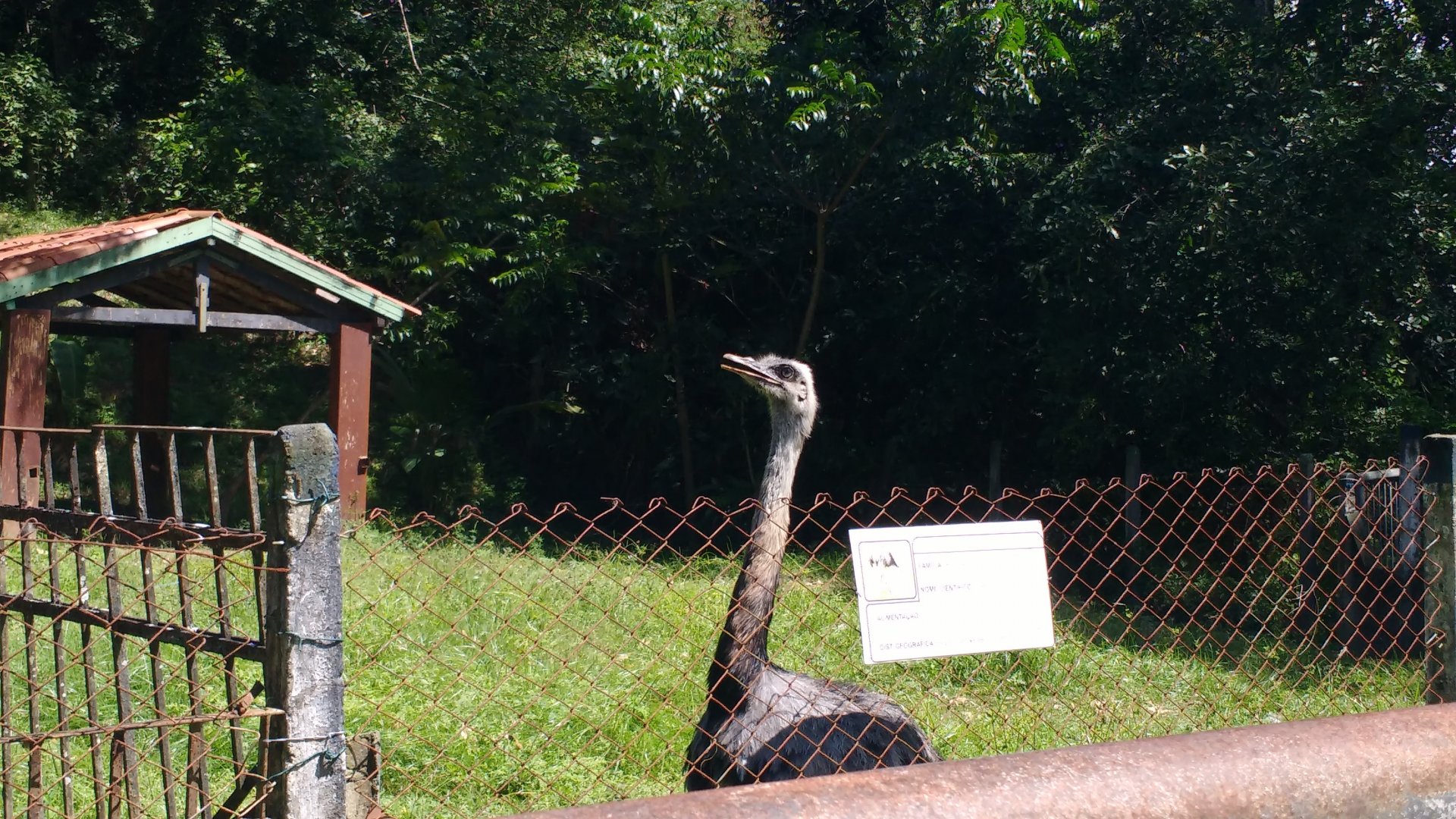 Greater rhea exhibit - Aracaju zoo