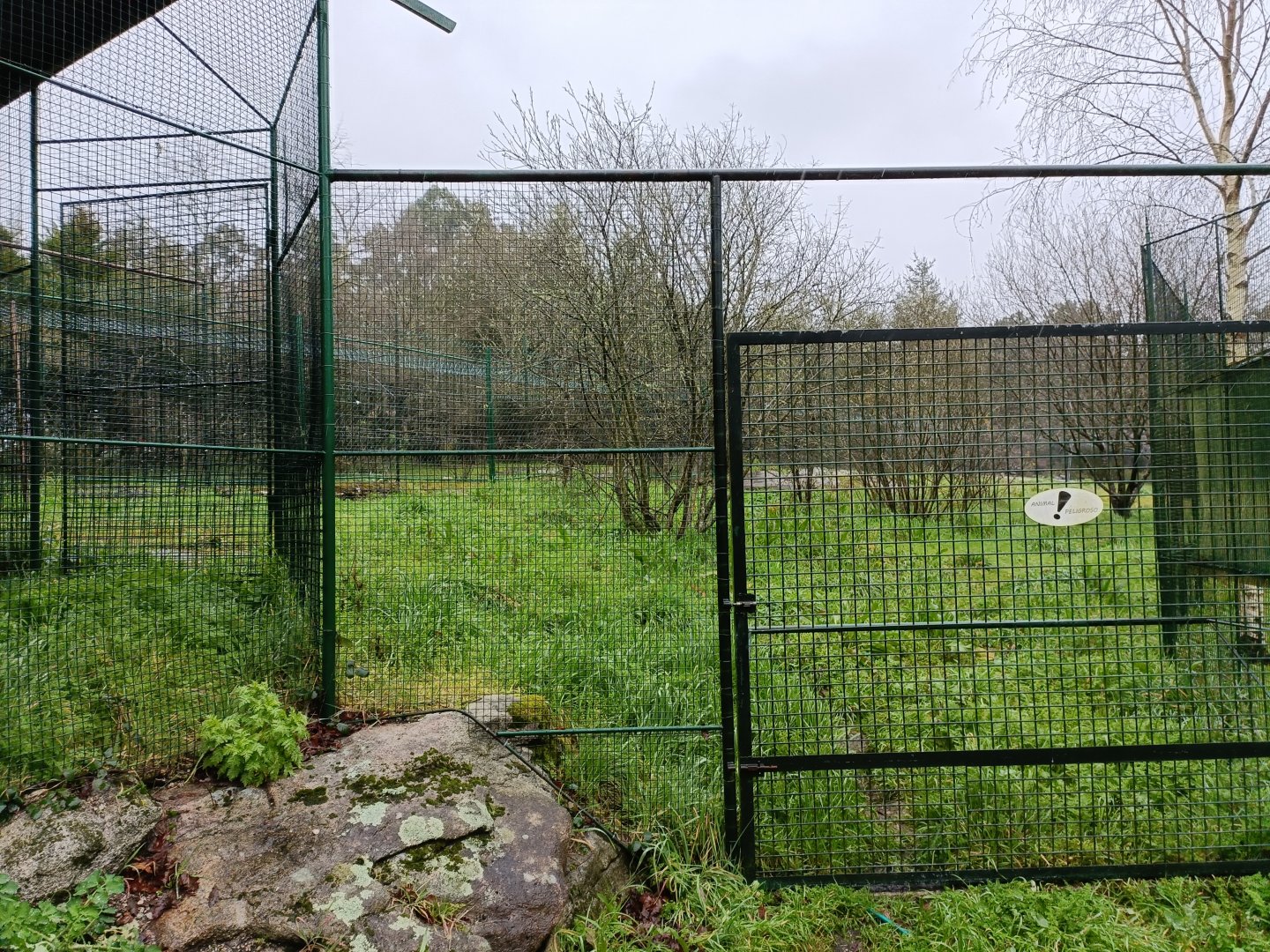 Greater rhea exhibit - Avifauna Lugo