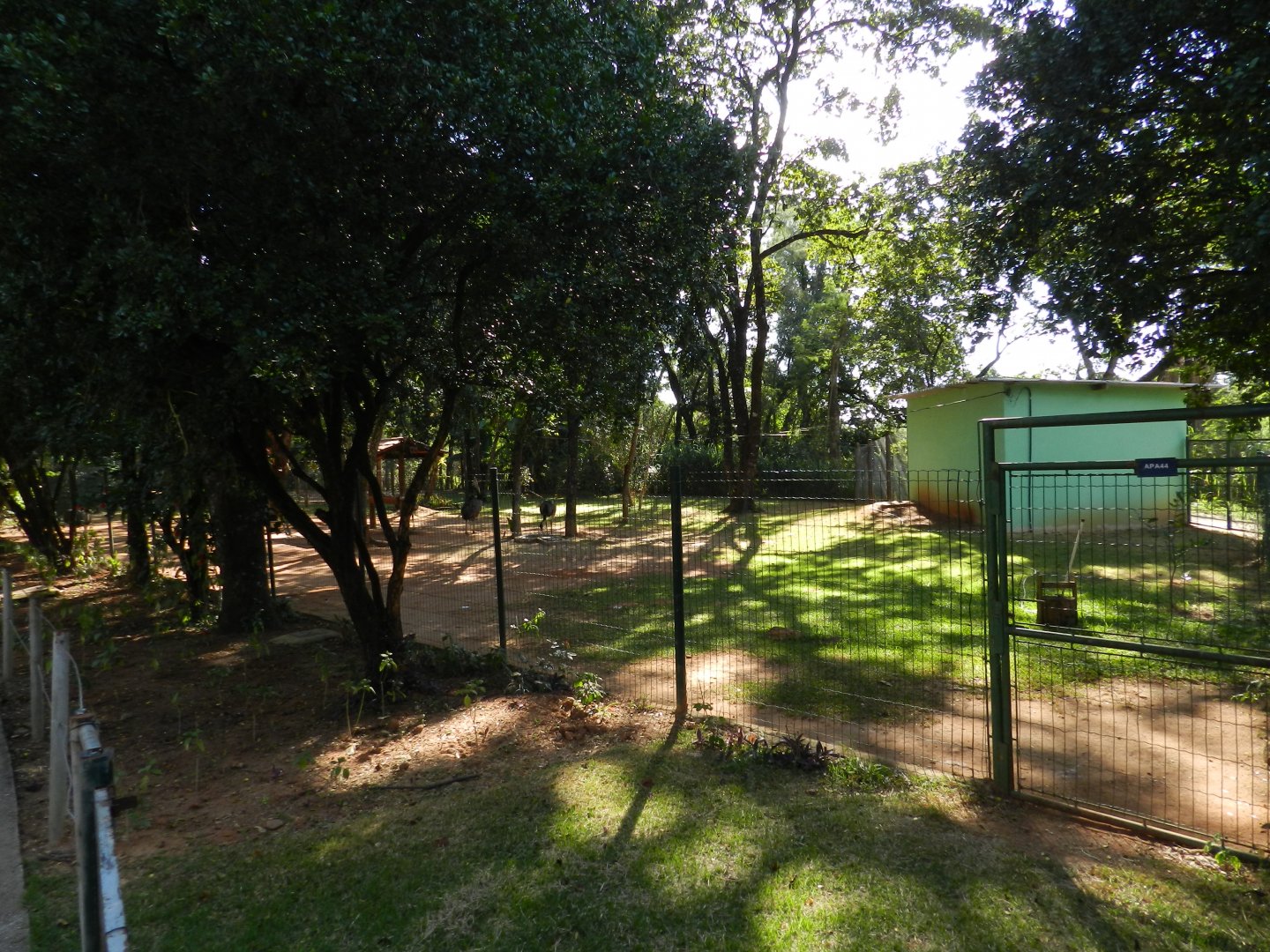 Greater rhea exhibit - Belo Horizonte zoo