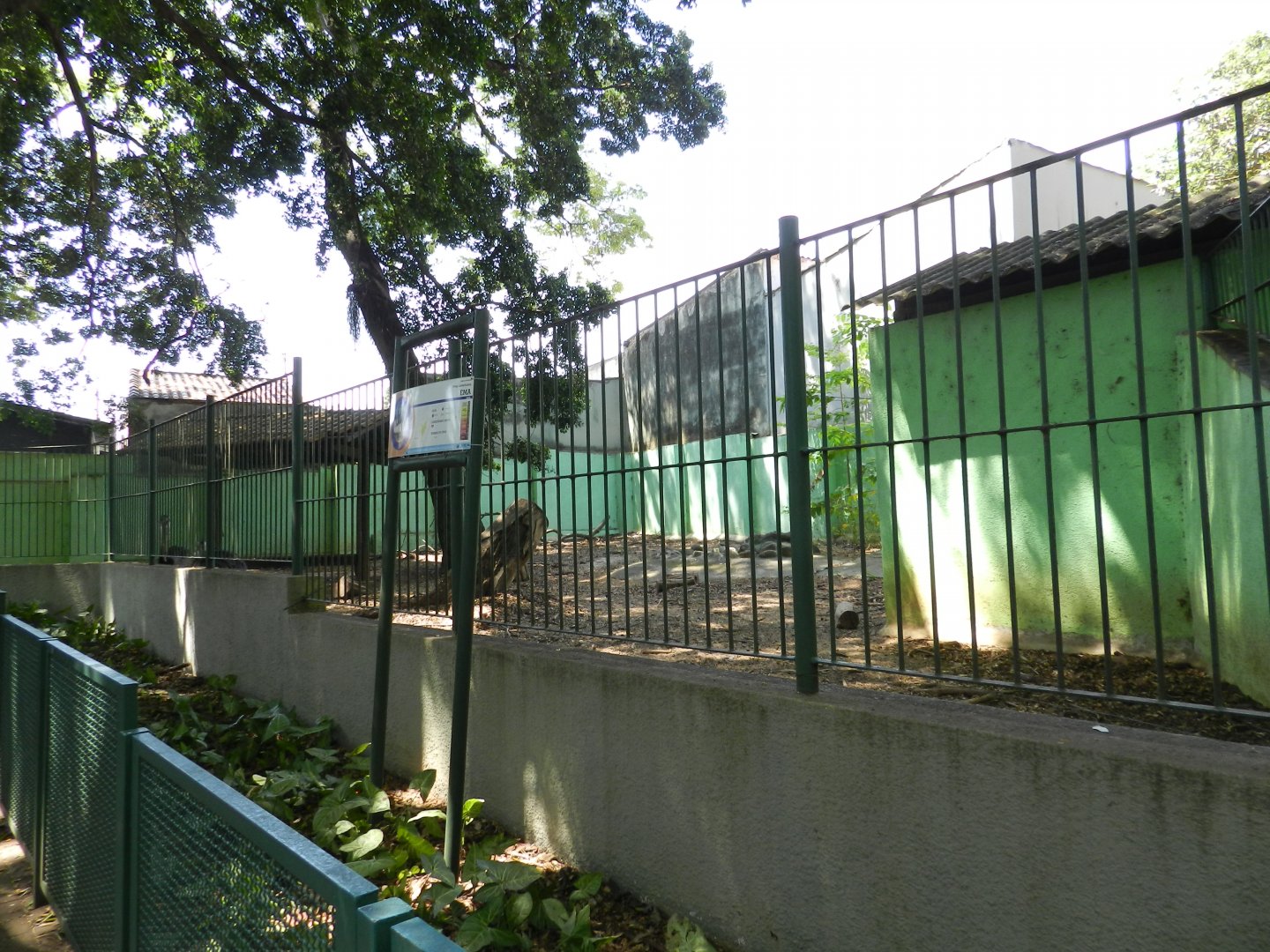 Greater rhea exhibit - Campinas zoo (BDJ)