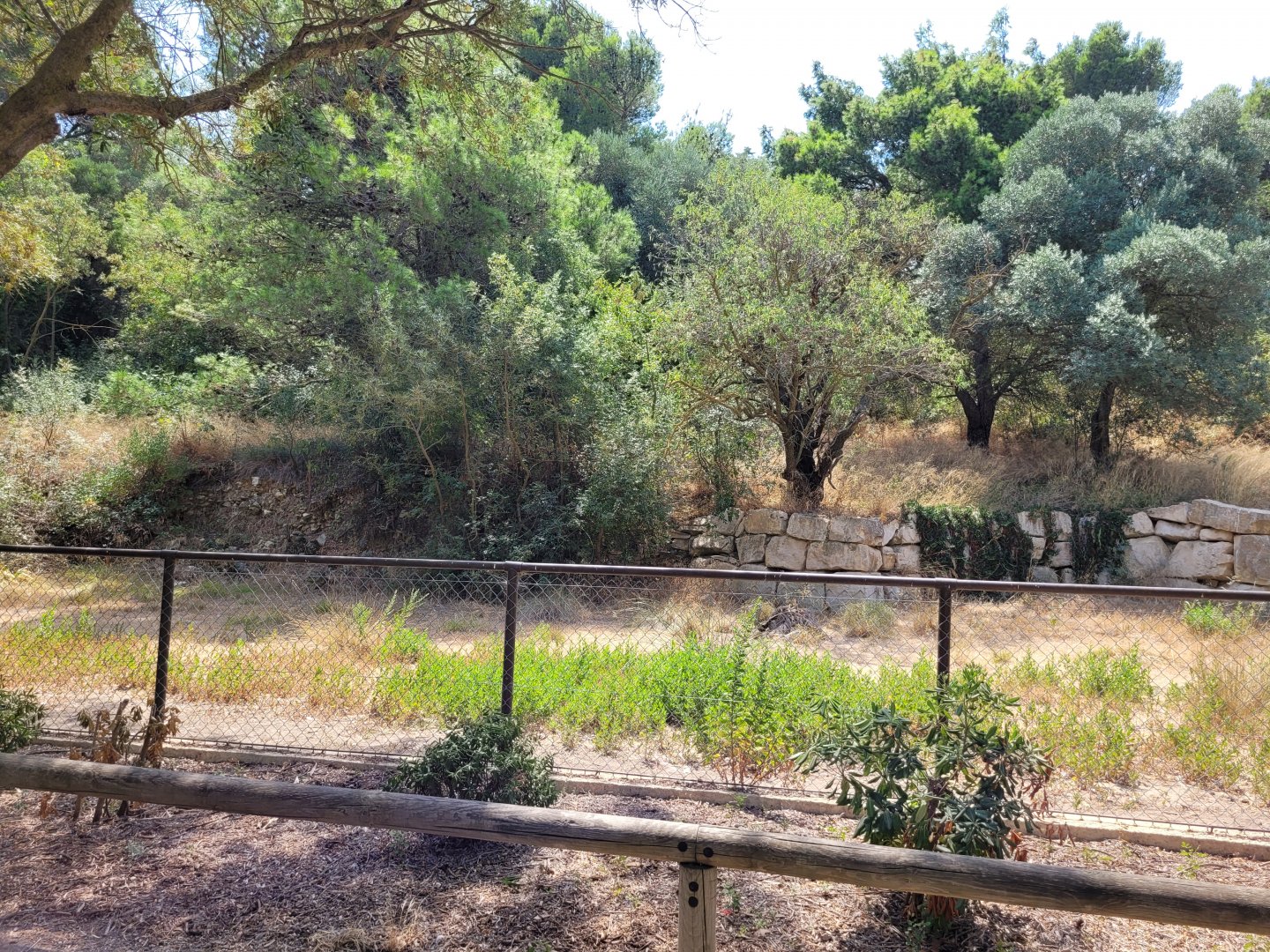 Greater rhea exhibit -Réserve Africaine de Sigean (2022)