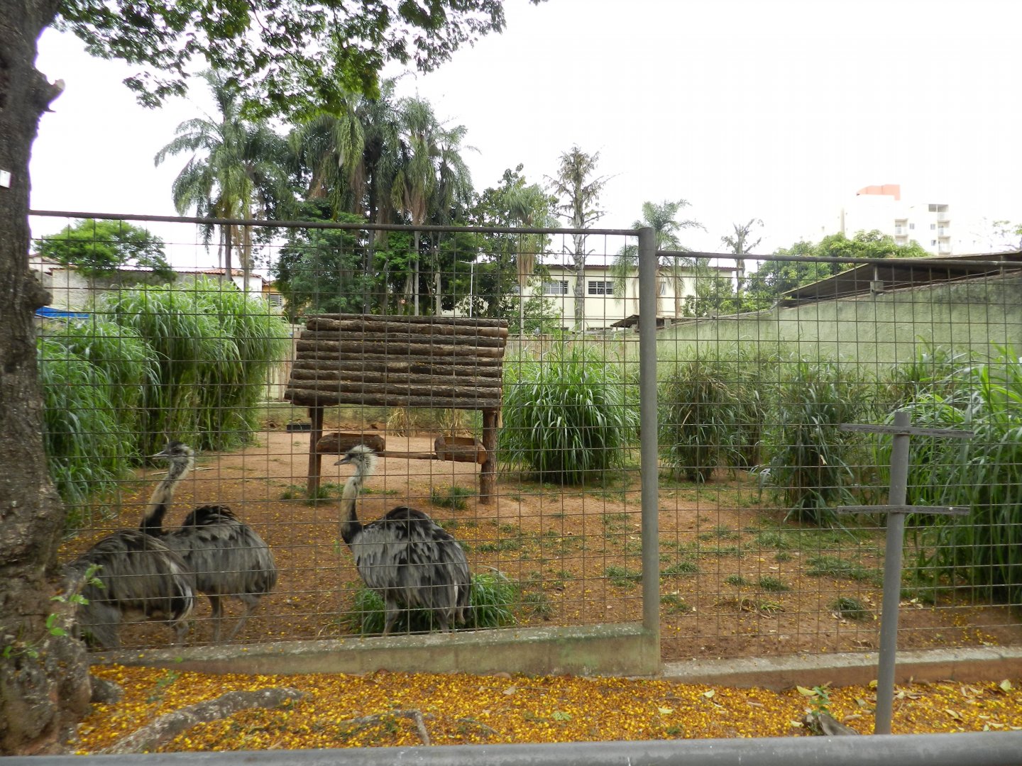 Greater rhea exhibit - Sorocaba zoo (PZMQB)