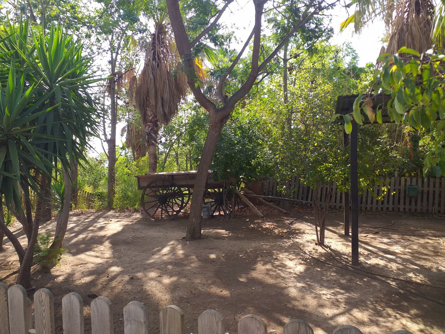 Greater rhea exhibit -TerraNatura Benidorm (2021)