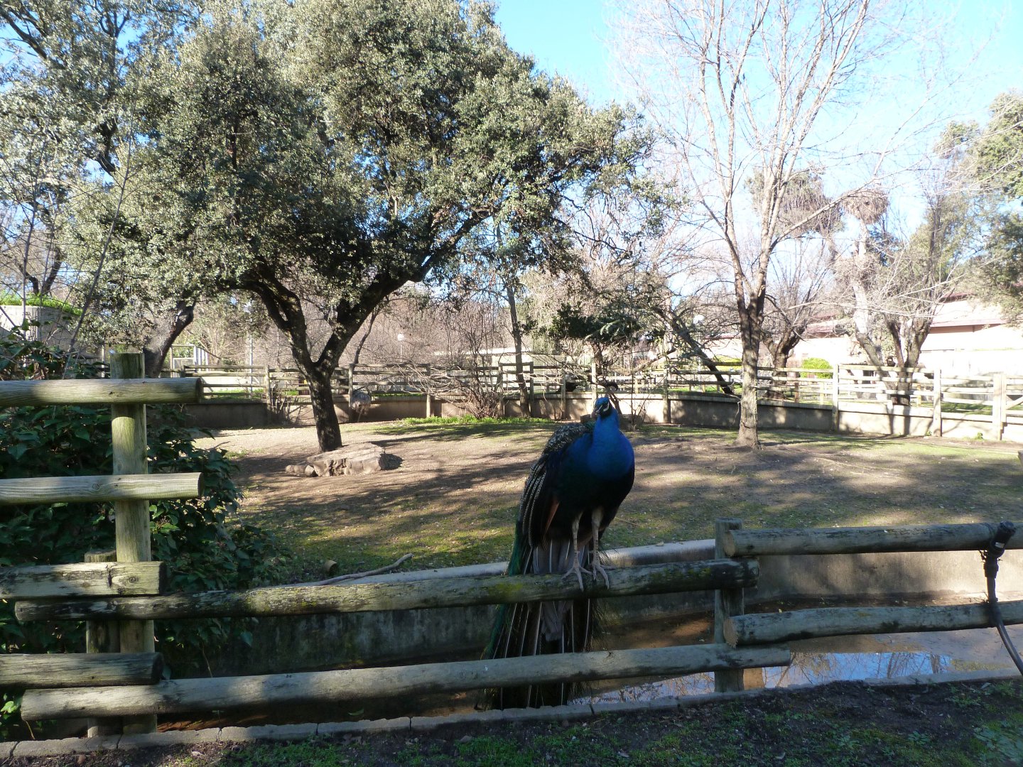Greater rhea exhibit -Zoo Aquarium de Madrid (2025)