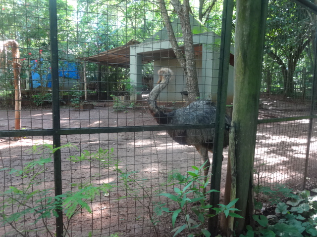Greater rhea exhibit - Zoo bosque guarani, Foz do Iguaçu