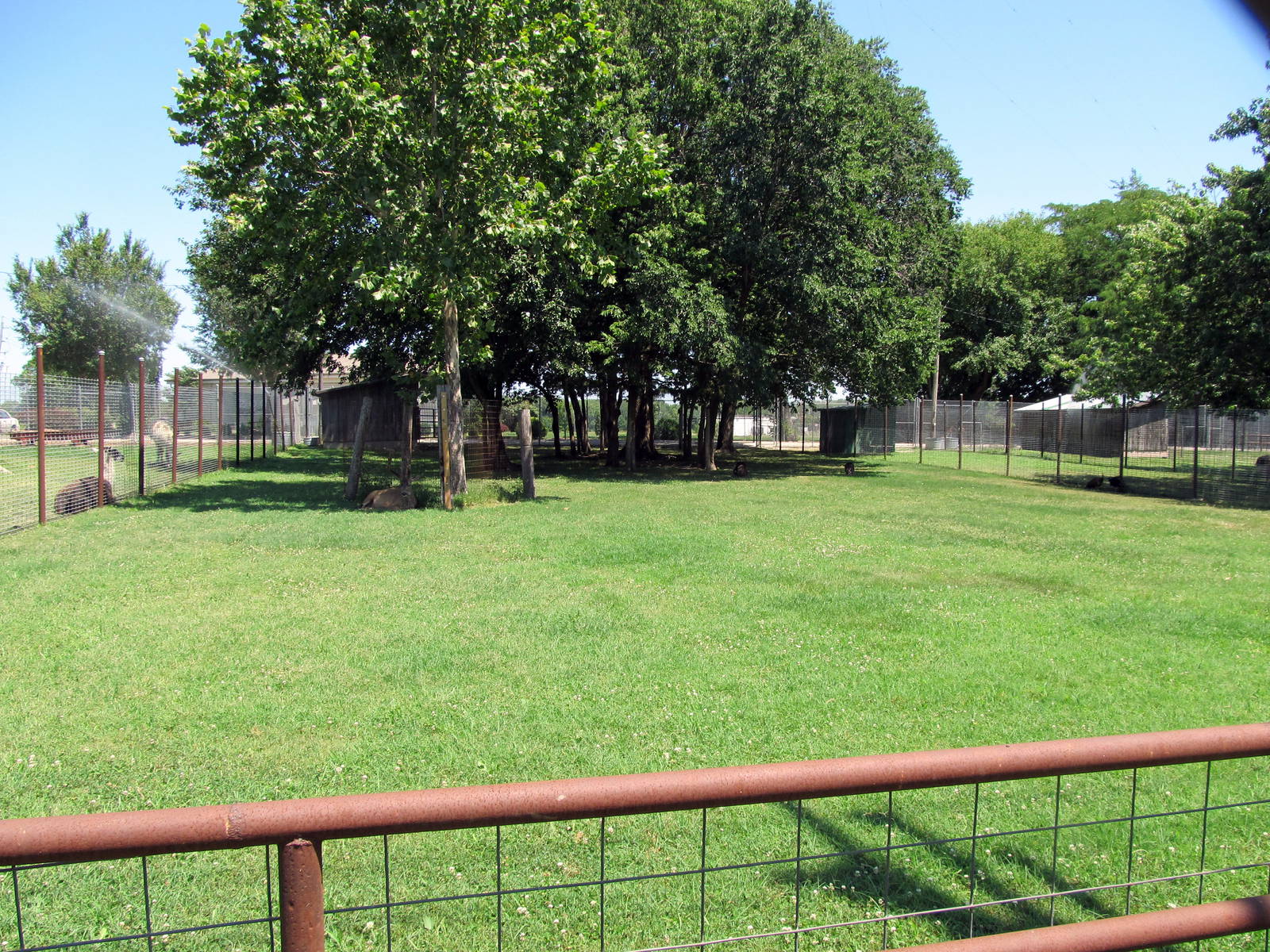 Greater Rhea Exhibit