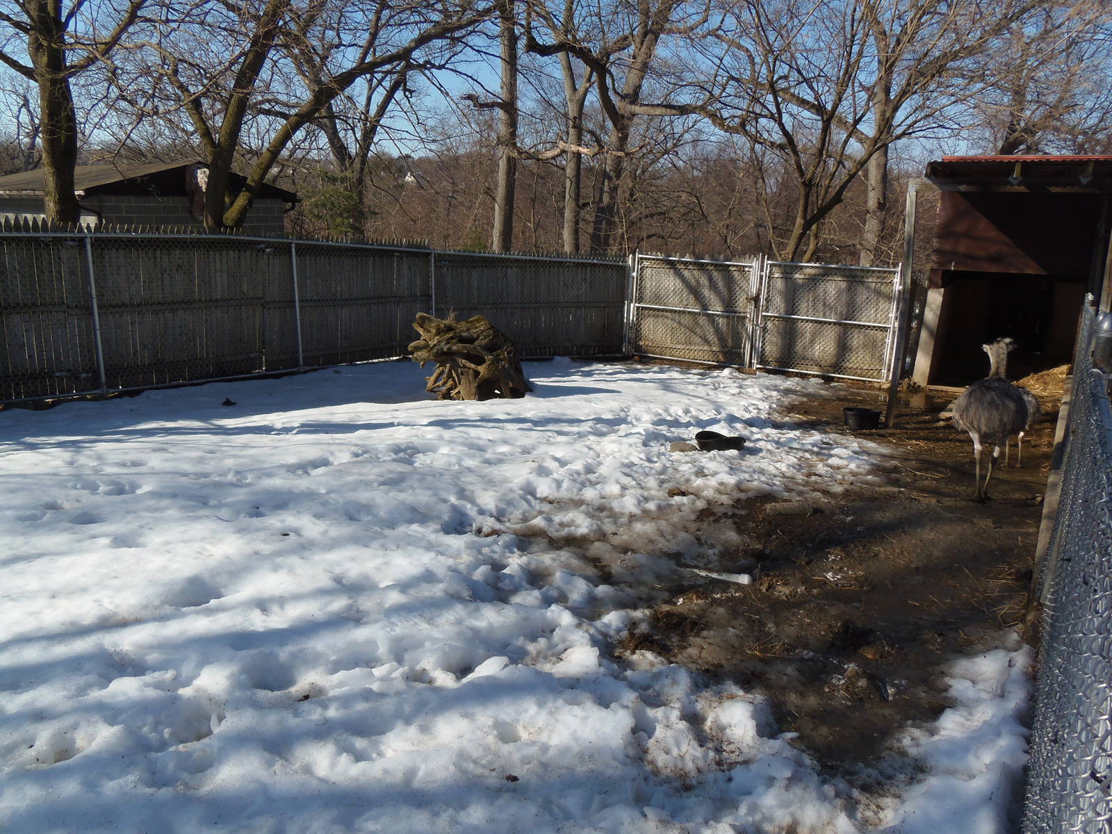 Greater Rhea Exhibit