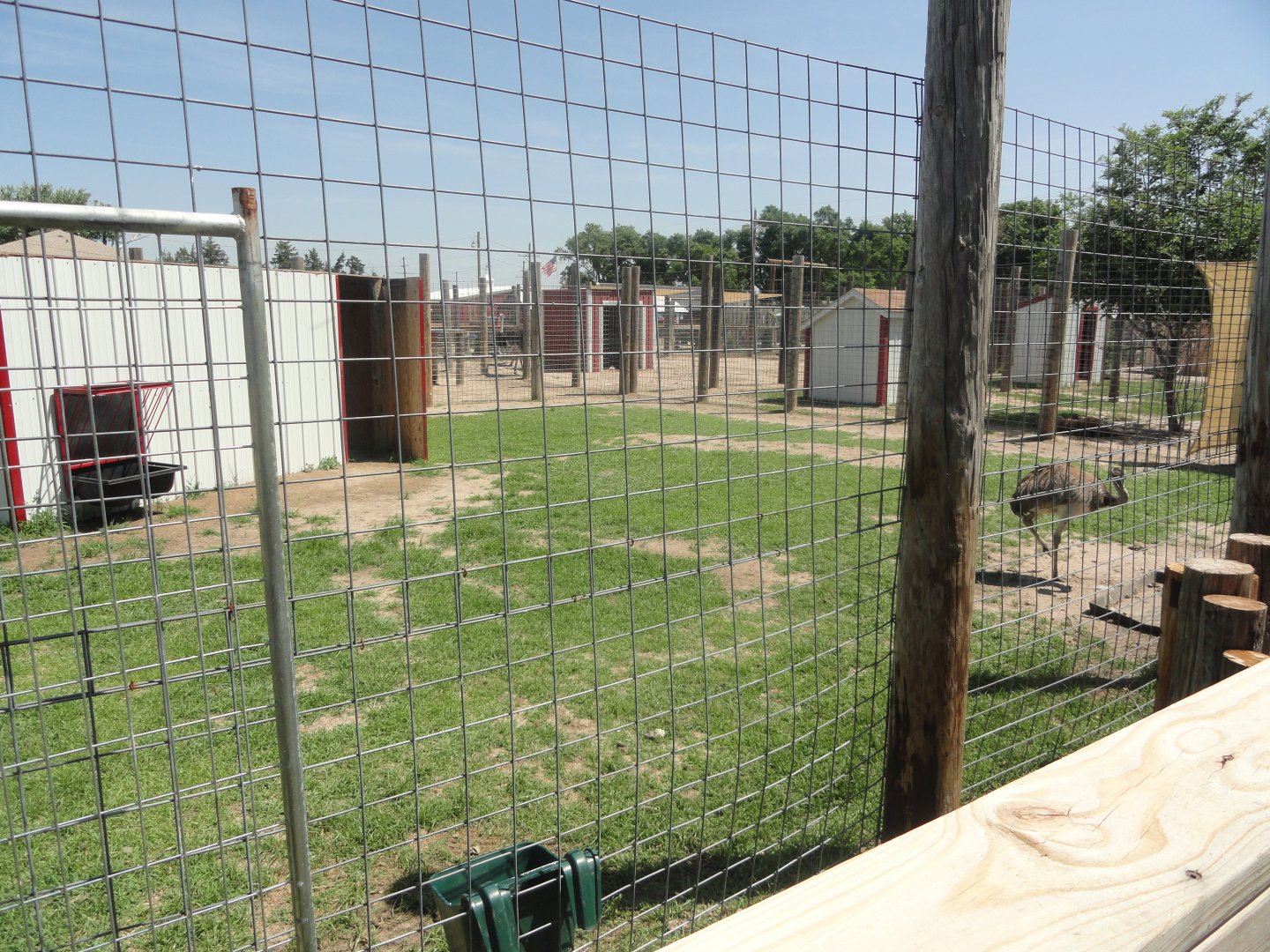 Greater Rhea Exhibit