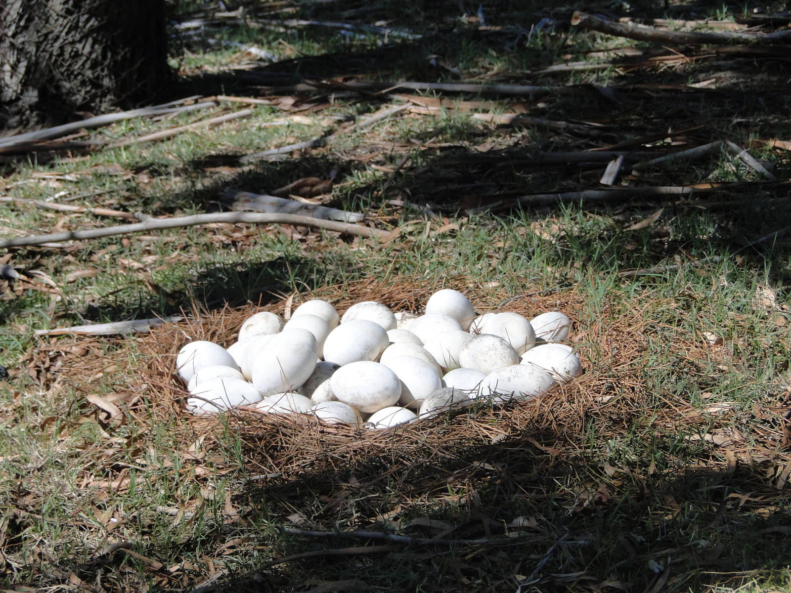 Greater Rhea False Eggs