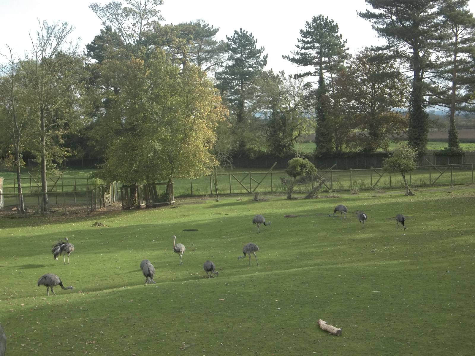 Greater Rhea flock, 27th October 2014