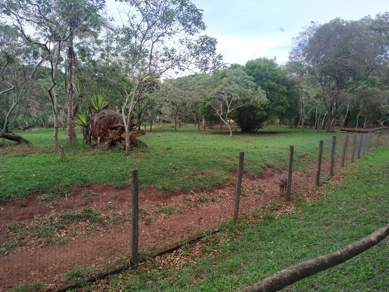 Greater Rhea, Giant Anteater and Gray Brocket Habitat Part 2