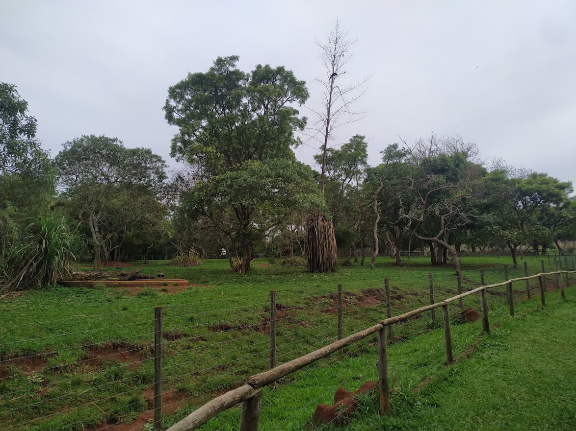 Greater Rhea, Giant Anteater and Gray Brocket Habitat