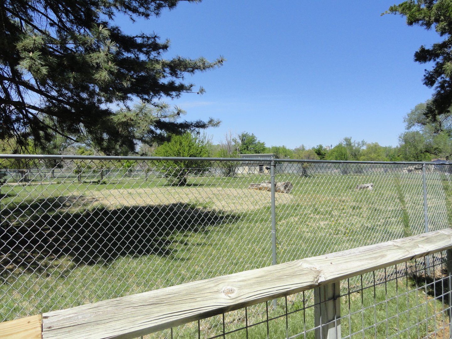 Greater Rhea, Giant Anteater Exhibit