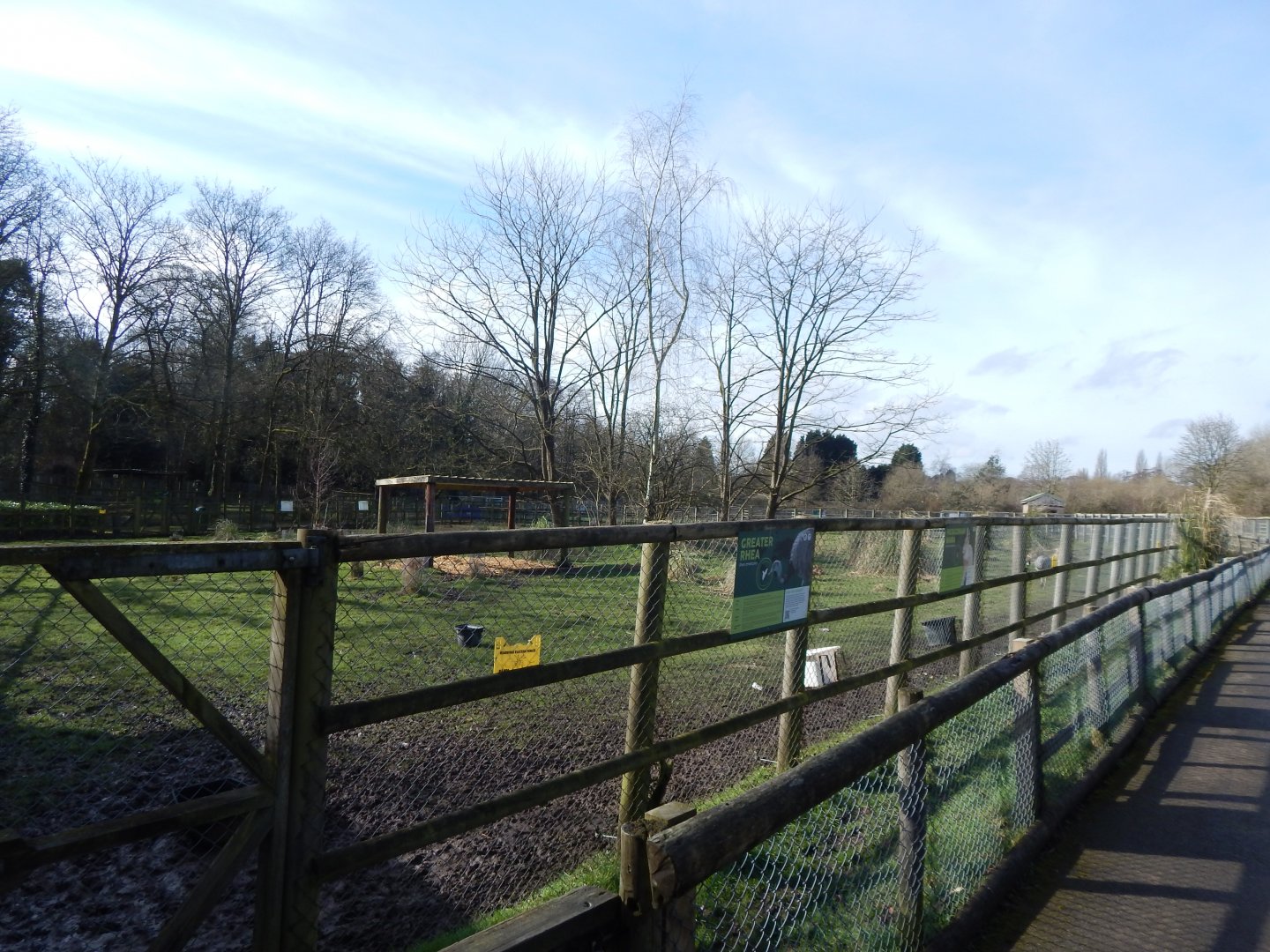 Greater rhea habitat 040324